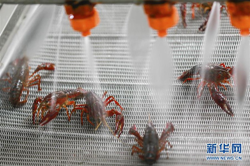 ?Hummerstadt“ Xuyi liefert auch ins Ausland 