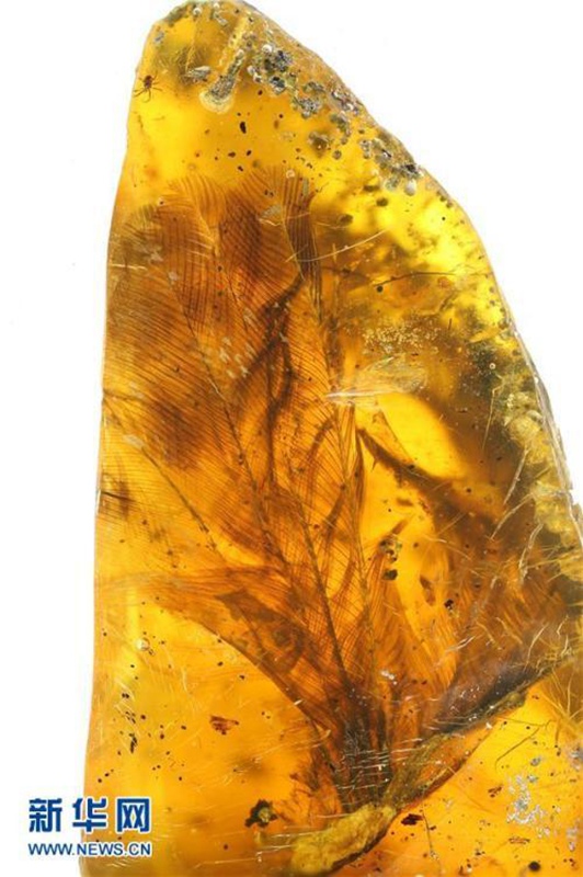 Forscher entdecken in Bernstein konservierten Jungvogel