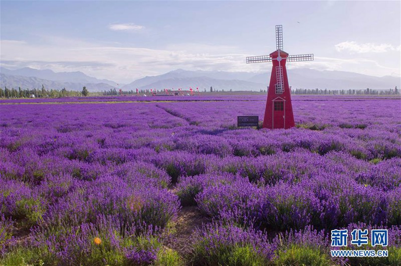 7. Internationales Lavendel-Tourismusfest in Ili er?ffnet
