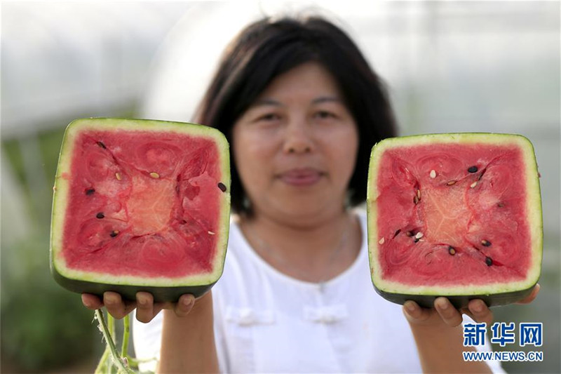 Xuyis viereckige Wassermelonen: Quadratisch, praktisch, biologisch