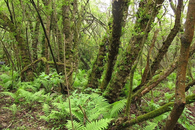 Attraktion von Hochgebirge und Feuchtgebiet Youran der Qinling-Gebirge