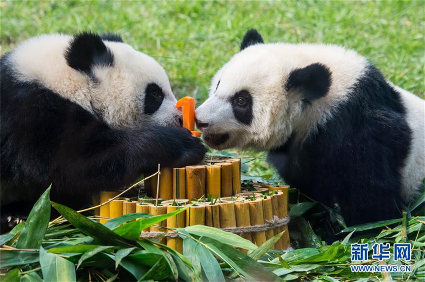 Panda-Zwillinge feiern ihren ersten Geburtstag in Macao