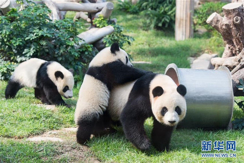Panda-Zwillinge feiern ihren ersten Geburtstag in Macao