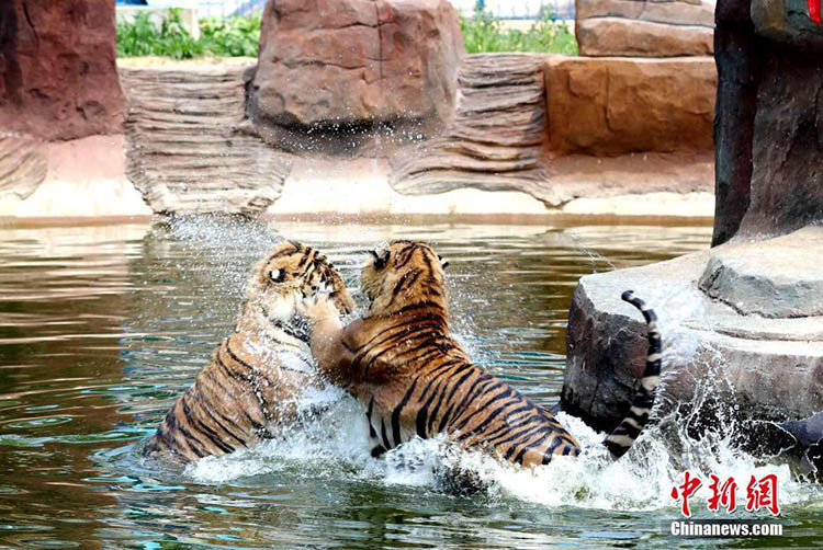 Sibirische Tiger schützen sich gegen die Hitzewelle