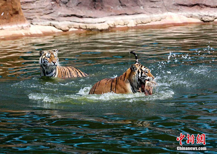 Sibirische Tiger schützen sich gegen die Hitzewelle