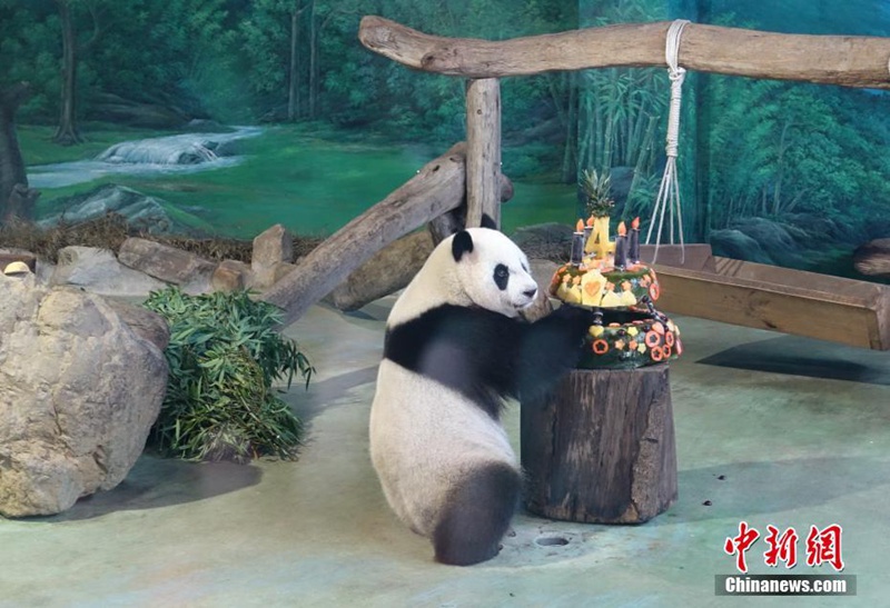 Pandab?r Yuan Zai feiert seinen 4. Geburtstag in Taipei 