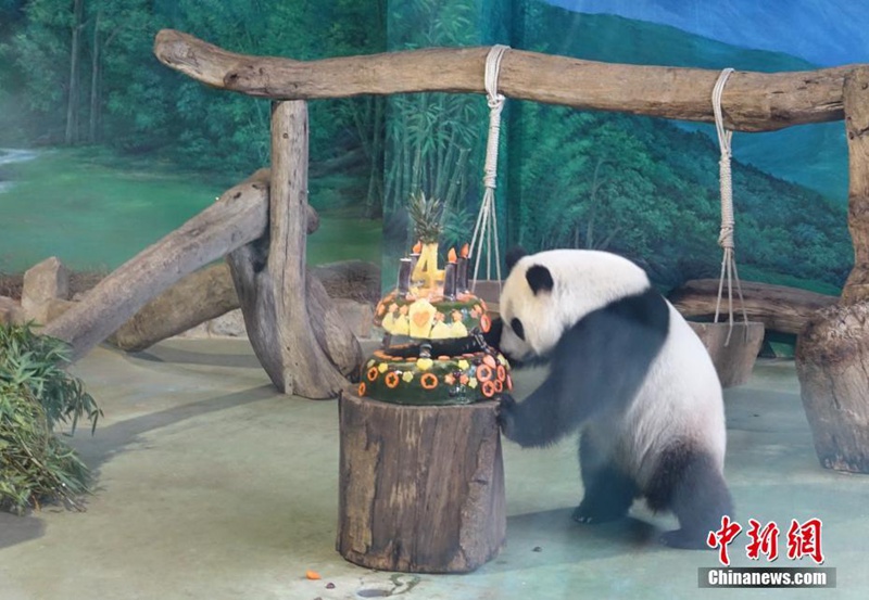Pandab?r Yuan Zai feiert seinen 4. Geburtstag in Taipei 