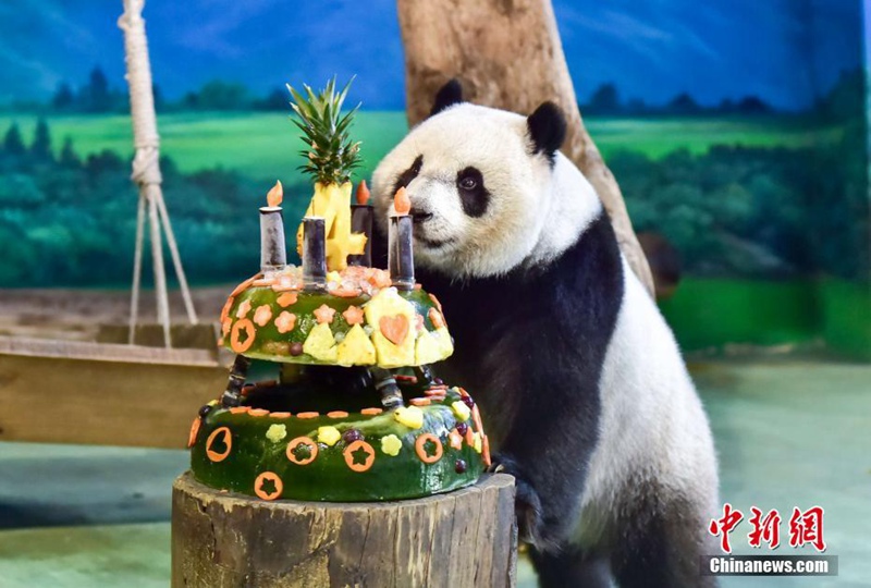 Pandab?r Yuan Zai feiert seinen 4. Geburtstag in Taipei 