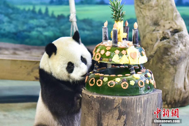 Pandab?r Yuan Zai feiert seinen 4. Geburtstag in Taipei 