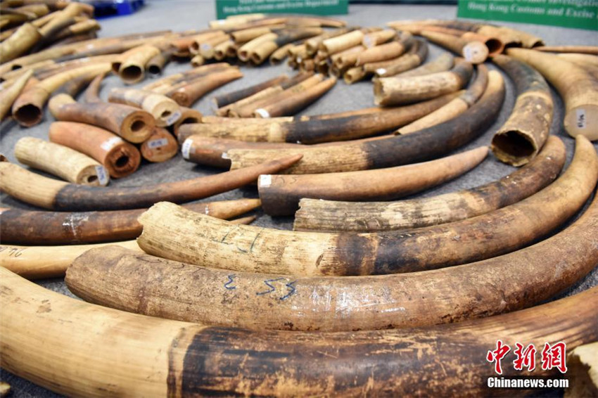 Hongkong deckt riesigen Elfenbeinschmuggelfall auf