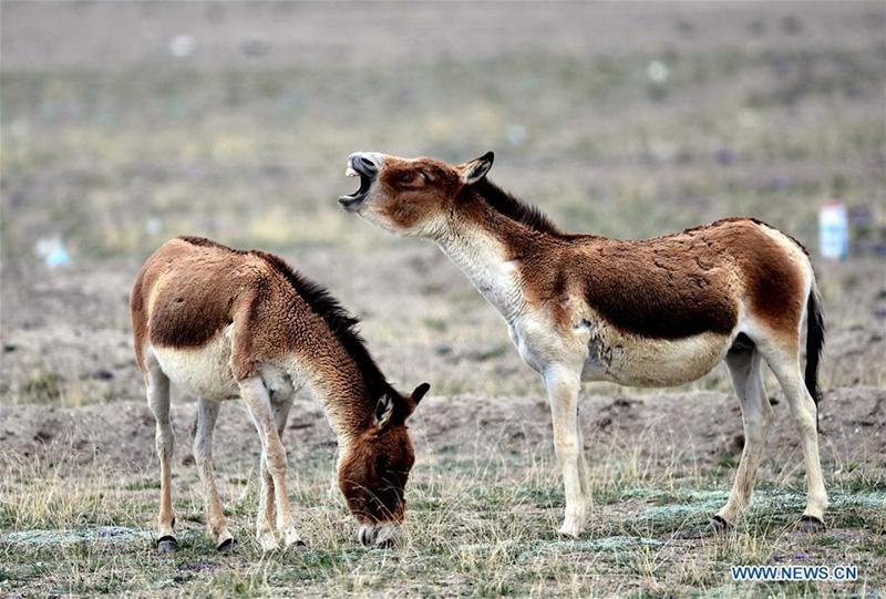 Hoh Xil in Nordwestchina wird in Welterbeliste aufgenommen