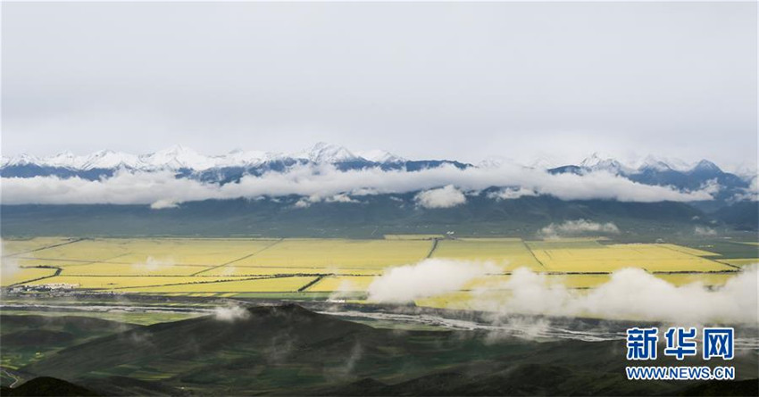 Rapsblüte in Qinghai zieht Touristen an
