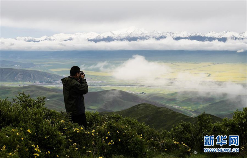 Rapsblüte in Qinghai zieht Touristen an