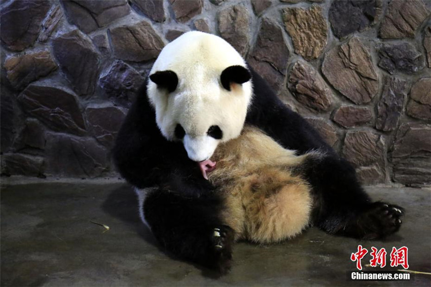 Panda Jingjing bringt einen Jungen auf der Welt