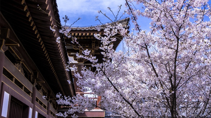 Kirschblüten in Qinglong Tempel in Xi′an