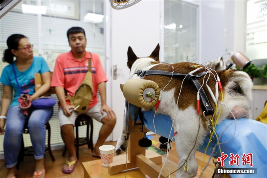 TCM-Therapie für Haustiere