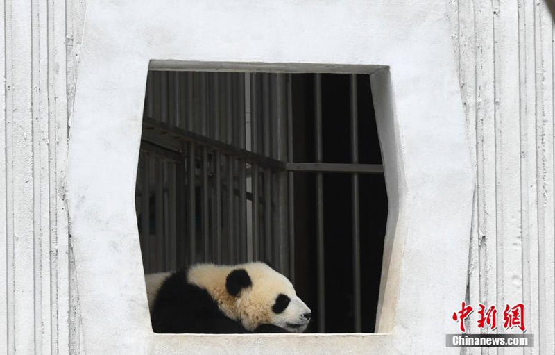 Niedliche Panda genie?en die Sonne