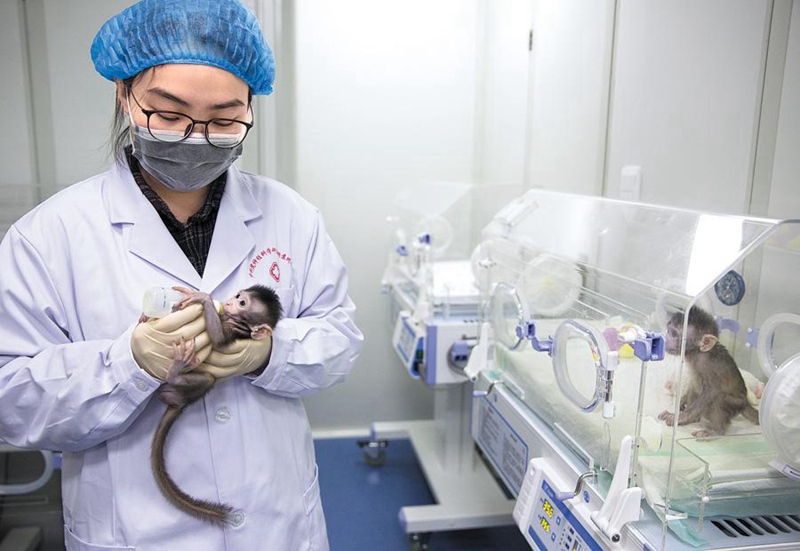 Die ersten geklonten Affen genie?en den Sonnenschein