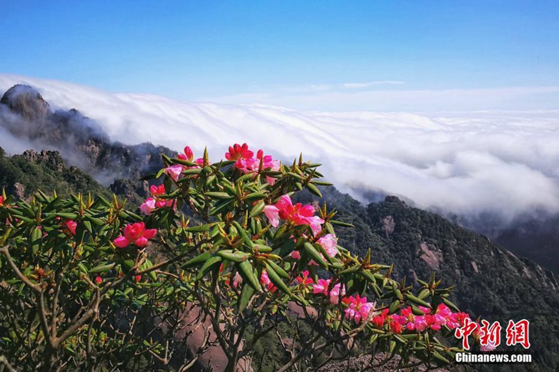 Faszinierende Landschaft am Huangshan-Berg
