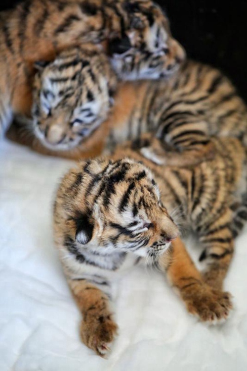 Tierpfleger kümmert sich um neugeborene Tigerjungen