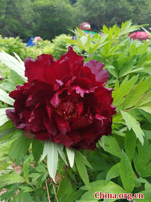 Blütenpracht im Internationalen Pfingstrosengarten Luoyang