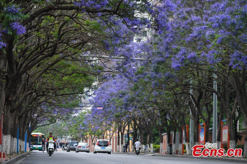 In Kunming stehen die Jacarandab?ume in voller Blüte