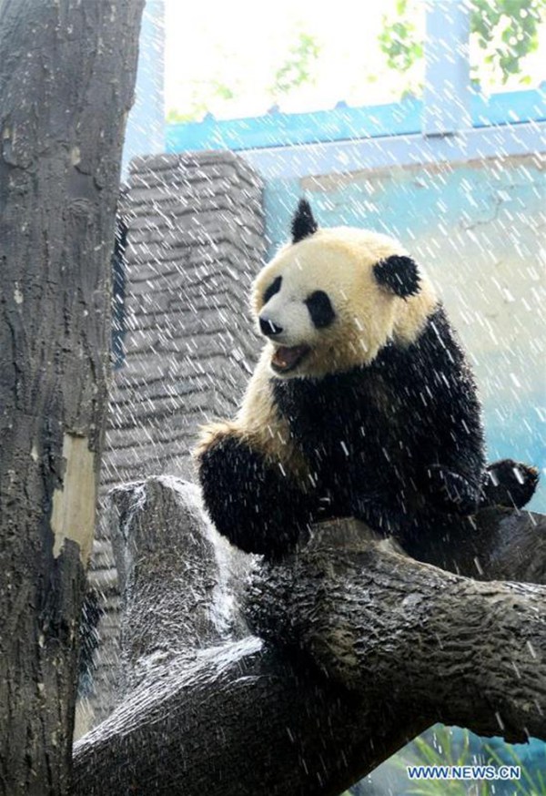 Ein Panda nimmt w?hrend der Hitzewelle im Beijing-Zoo eine Dusche 
