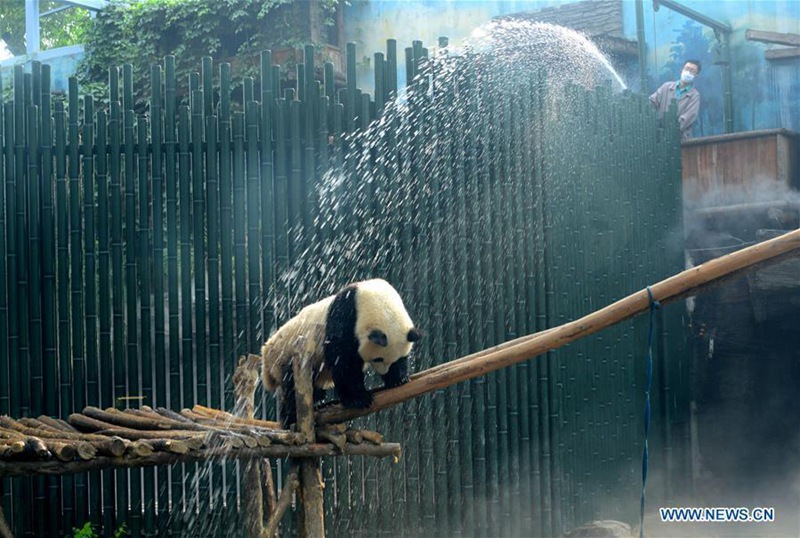 Ein Panda nimmt w?hrend der Hitzewelle im Beijing-Zoo eine Dusche 