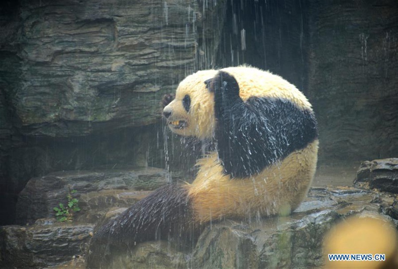 Ein Panda nimmt w?hrend der Hitzewelle im Beijing-Zoo eine Dusche 