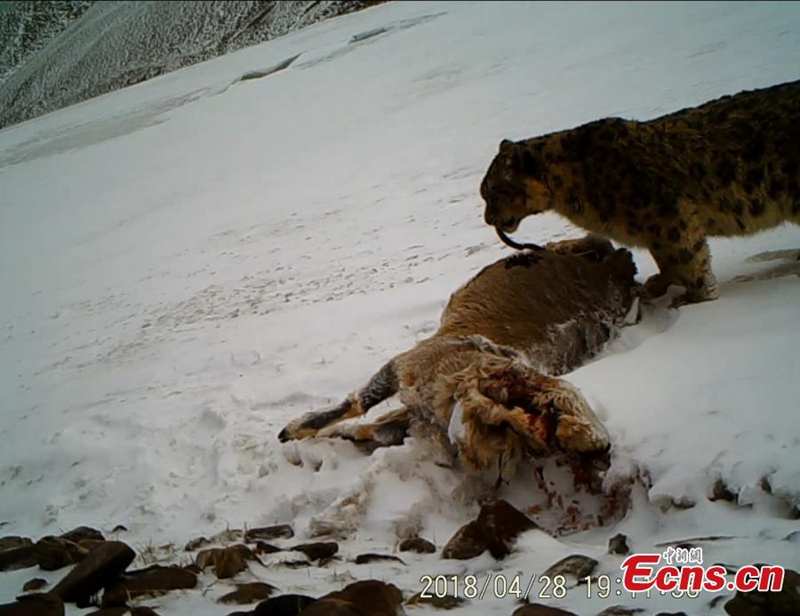 Seltene Wildtiere in tibetischem Naturschutzgebiet gesichtet