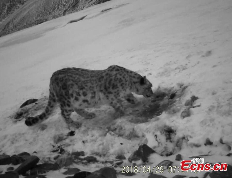 Seltene Wildtiere in tibetischem Naturschutzgebiet gesichtet