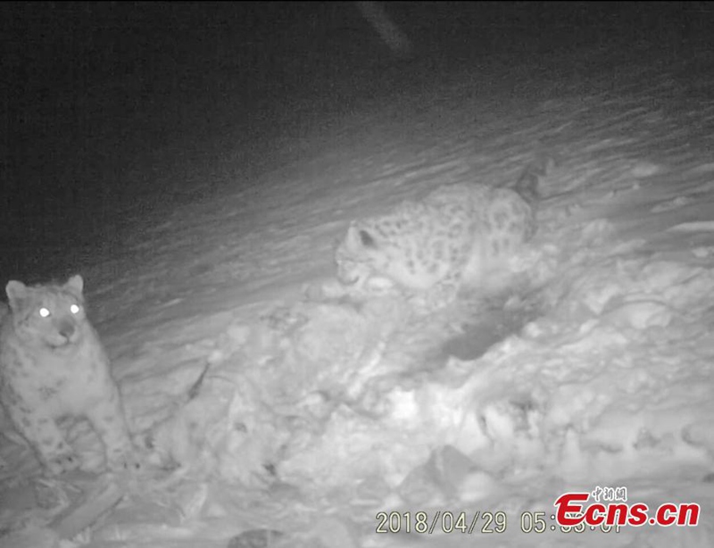 Seltene Wildtiere in tibetischem Naturschutzgebiet gesichtet