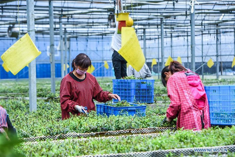 Technik f?rdert die Ertr?ge der Agrikultur in der Provinz Zhejiang