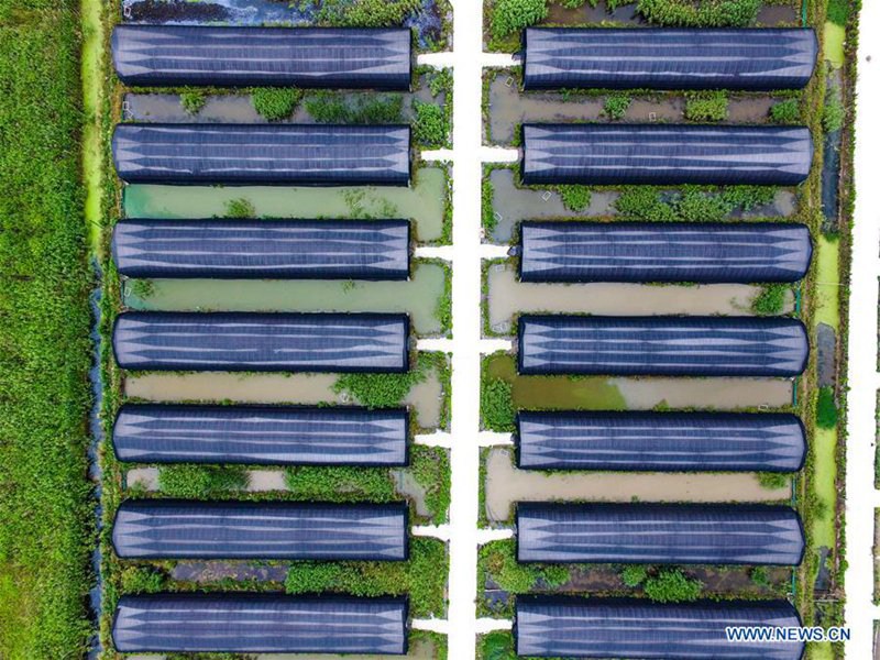 Technik f?rdert die Ertr?ge der Agrikultur in der Provinz Zhejiang