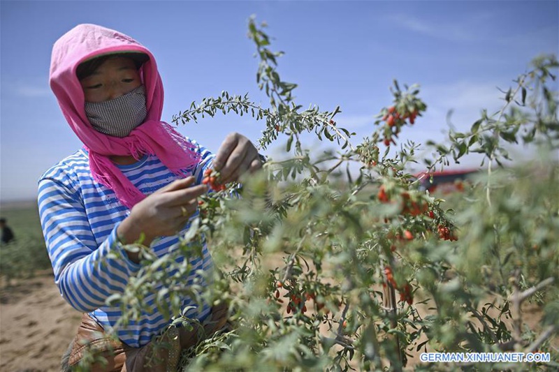 Goji-Beeren in Ningxia geerntet