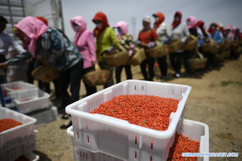 Goji-Beeren in Ningxia geerntet
