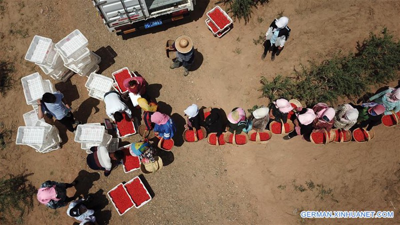 Goji-Beeren in Ningxia geerntet