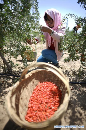 Goji-Beeren in Ningxia geerntet
