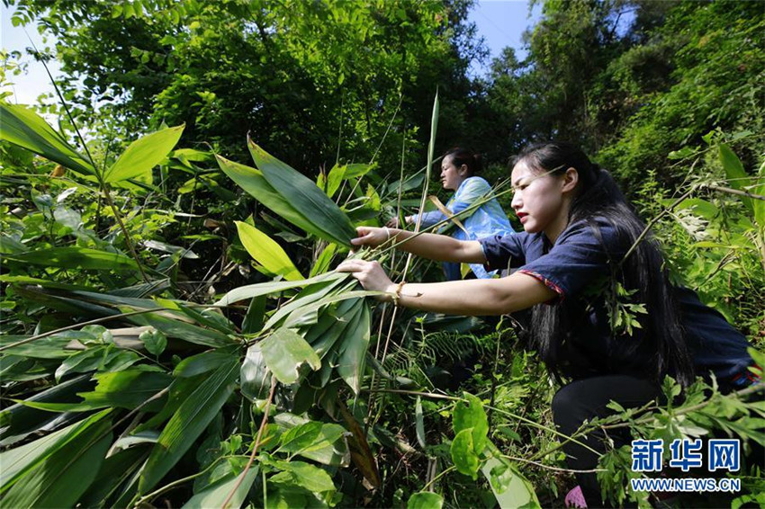 Duftende Zongzi für das Drachenbootfest