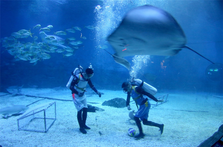 Taucher spielen im Ocean Park im ostchinesischen Shandong unter Wasser Fu?ball