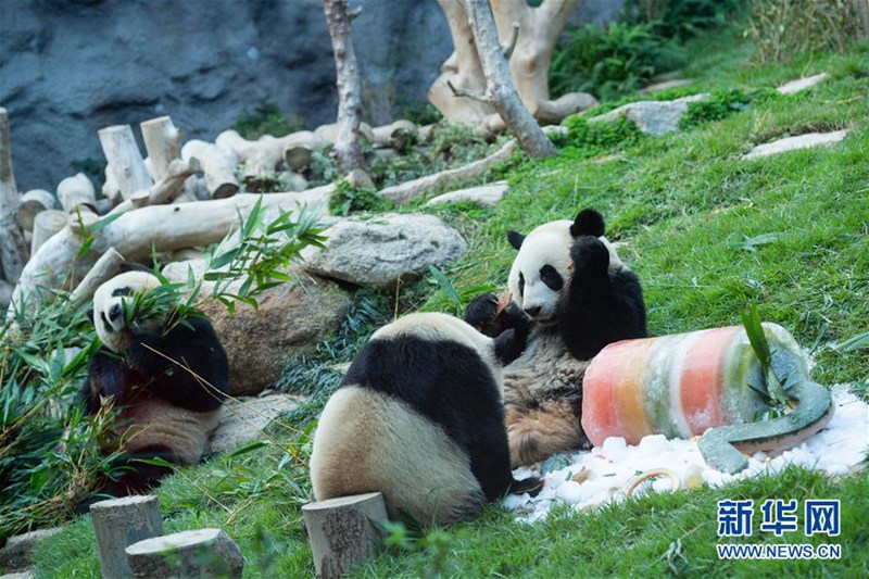 Macao: Pandazwillinge feiern ihren zweiten Geburtstag