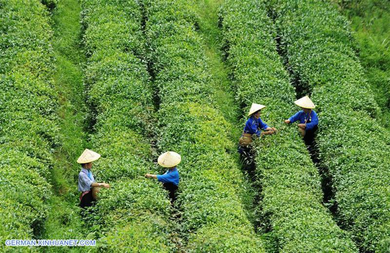Kreis Danzhai ?ndert Teeplantagenmanagementmodus zur F?rderung der Armutsbek?mpfung