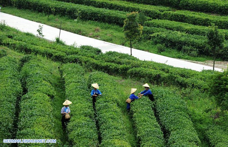 Kreis Danzhai ?ndert Teeplantagenmanagementmodus zur F?rderung der Armutsbek?mpfung