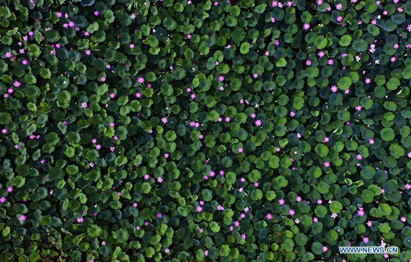 Lotusblumen im Sommer