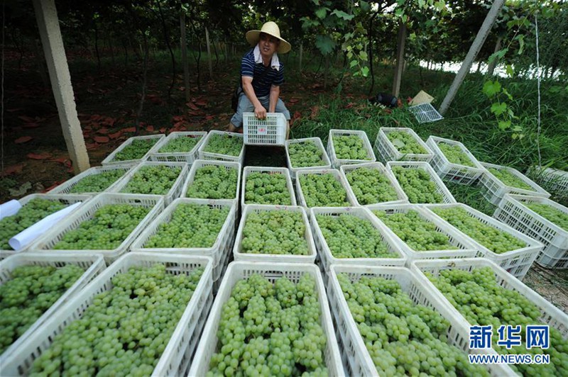 Traubenernte in der Provinz Guizhou