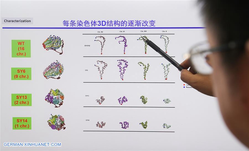 China Focus: Chinesische Wissenschaftler führen eine genetische Operation durch, um die erste Einzel-Chromosom-Hefe zu erzeugen