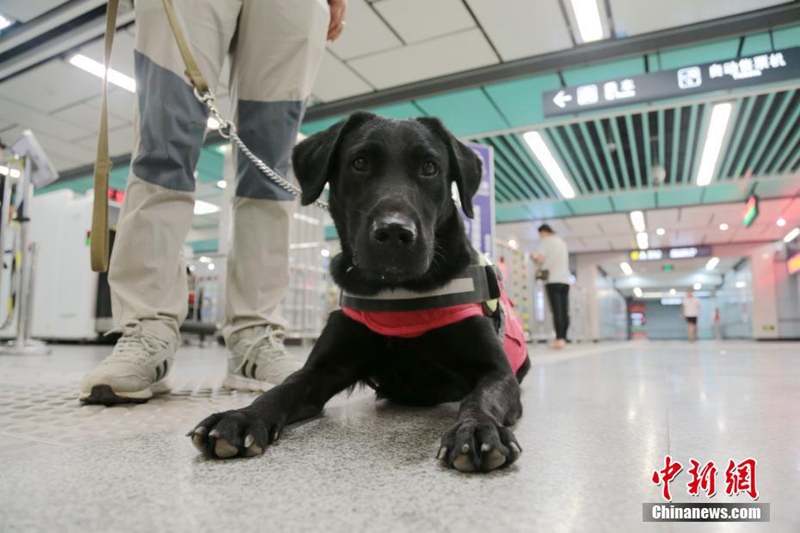 Blindenführhund hilft an der U-Bahn-Station