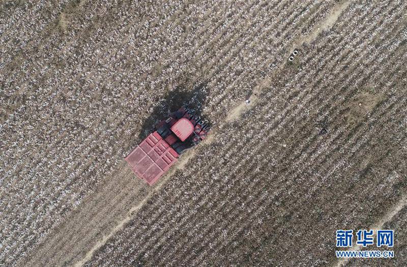 Ernte im Baumwollmeer