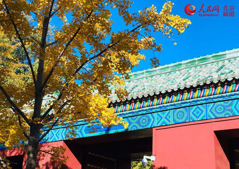 Ginkgob?ume verwandeln den Erdaltar in ein gelbes Meer