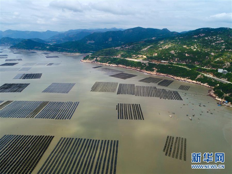 Xiapu: Erntezeit für essbare Meeresalgen